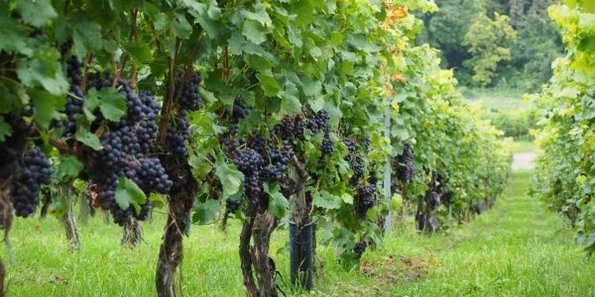 Российское виноделие на пути к новым вершинам: факторы роста и вызовы отрасли