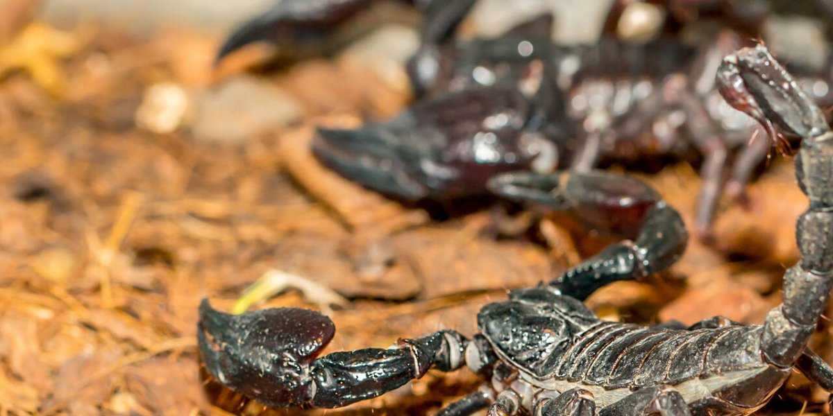 Египет: Где поджидают скорпионы, акулы и другие сюрпризы для туристов