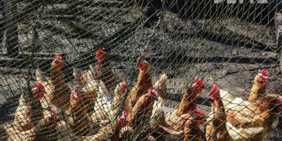 Цены на яйца рухнули: Фермеры в РФ массово идут на вынужденное уничтожение кур-несушек