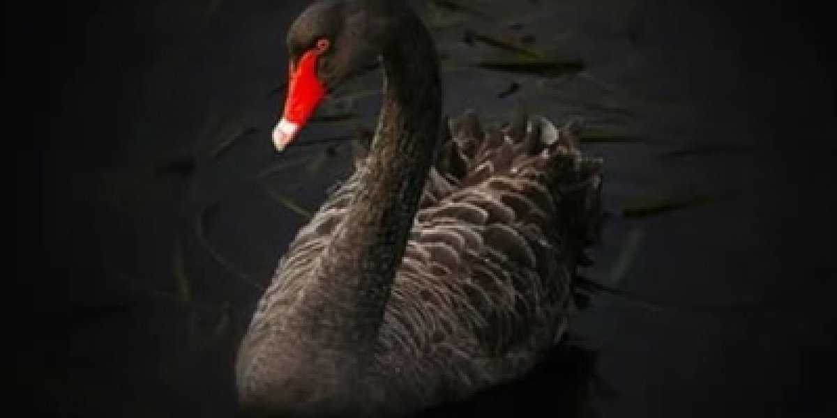 В ожидании «чёрного лебедя». Европейские ястребы запустили проукраинский «план А»