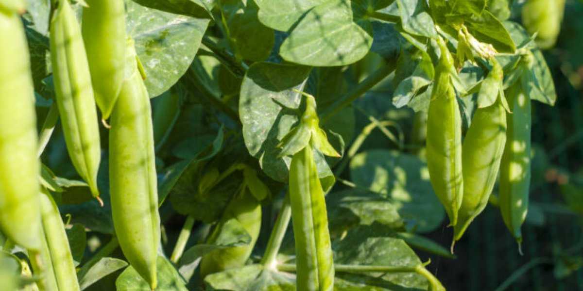Июльская подкормка гороха: Секрет урожая ведрами и забытых семечек
