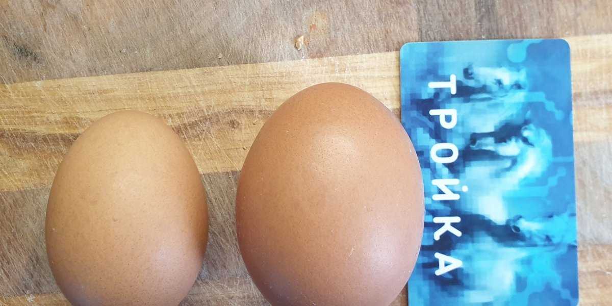 Тайна крупных яиц С0: Почему бывшие работники птицефабрик предпочитают более мелкие