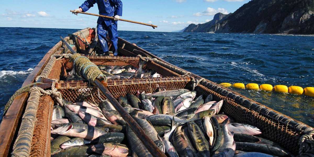 Рыболовный кризис в Баренцевом море: Россия грозит Норвегии закрытием вод из-за санкций