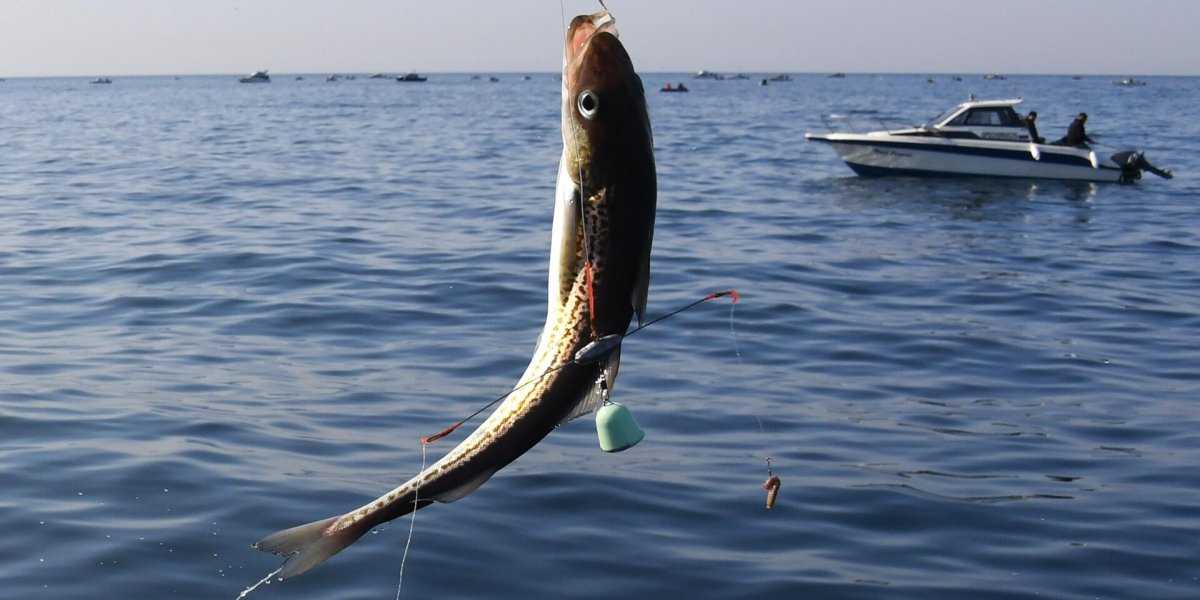 Президент поставил задачу увеличить потребление рыбы среди россиян Президент поставил задачу увеличить потребление рыбы среди россиян