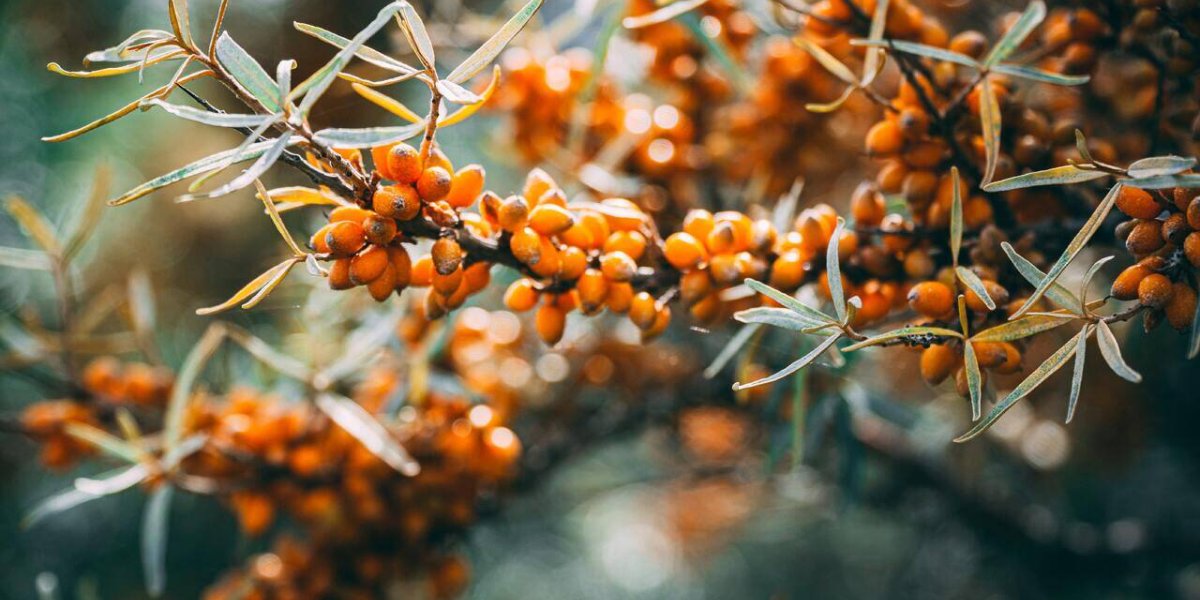 Облепиха — природная аптека: диетолог раскрыла уникальные свойства Облепиха — природная аптека: диетолог раскрыла уникальные свойства