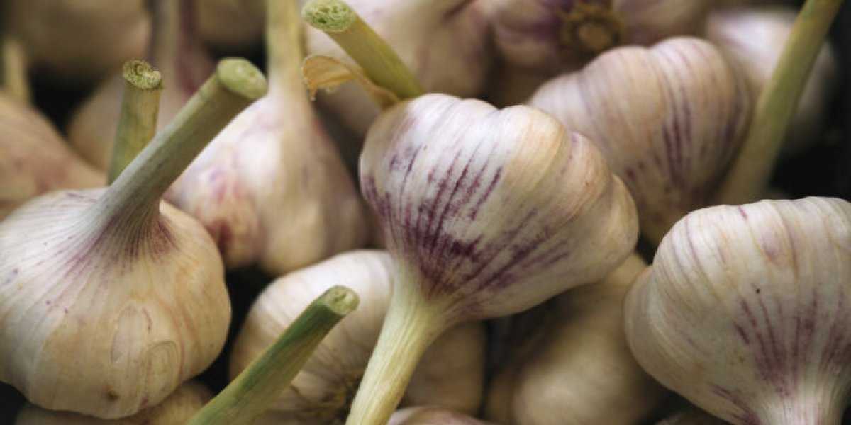 Секрет хранения чеснока до лета: как сохранить урожай без погреба Секрет хранения чеснока до лета: как сохранить урожай без погреба