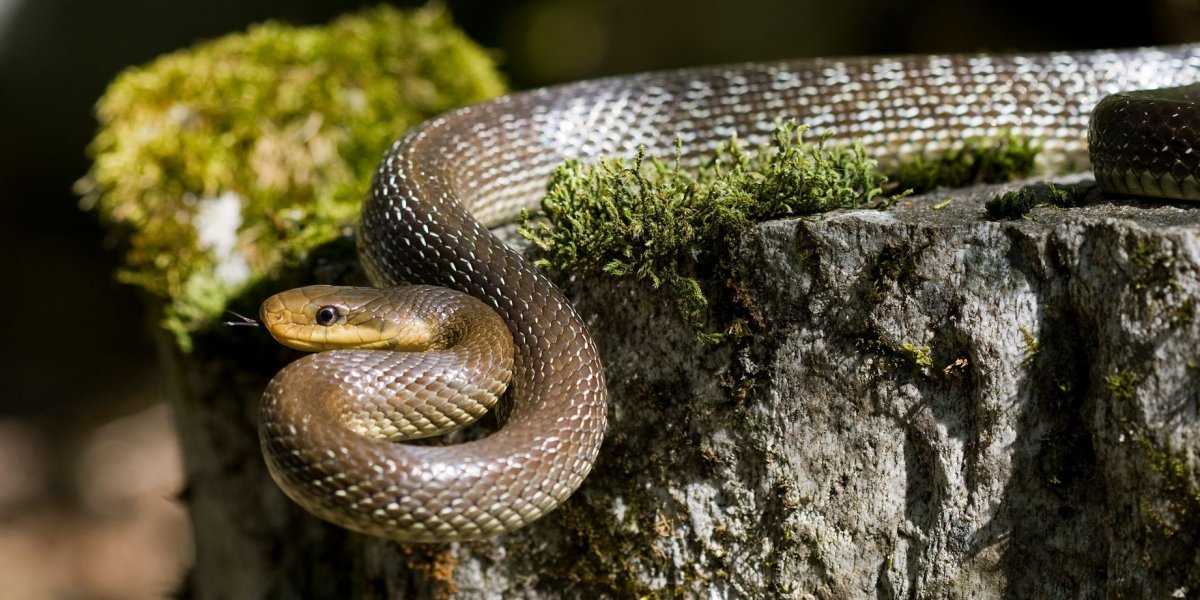 Змеи на Шри-Ланке: как обезопасить себя во время отдыха Змеи на Шри-Ланке: как обезопасить себя во время отдыха