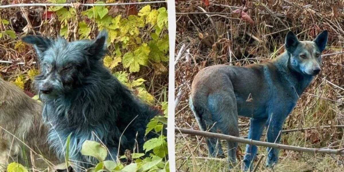 Чернобыльские синие собаки: экология, мутация или шутка? Чернобыльские синие собаки: экология, мутация или шутка?