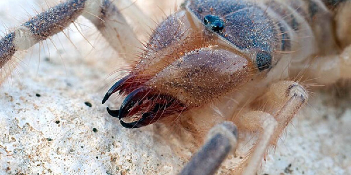 Кошмар в Шарм-эш-Шейхе: россиянку атаковал чудовищный верблюжий паук