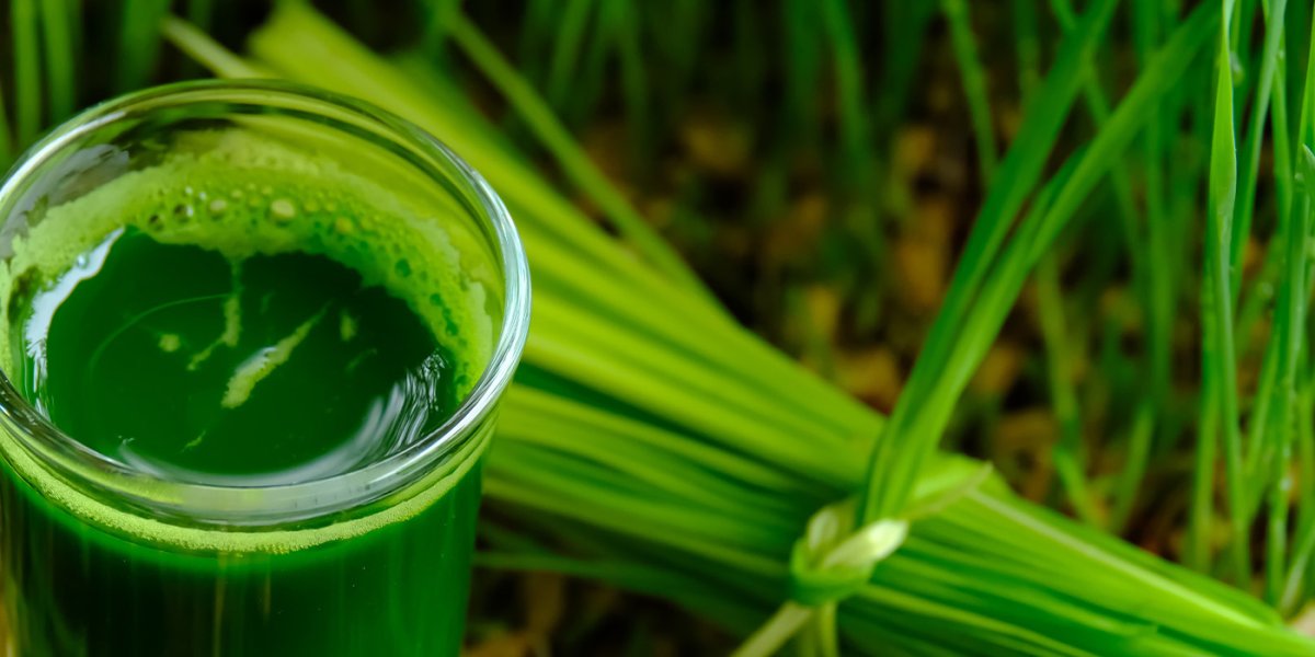 Сила растений: как обычная зелень стала главным лекарством городского жителя Сила растений: как обычная зелень стала главным лекарством городского жителя