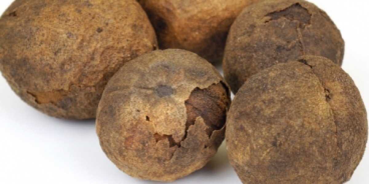 Тайное оружие Азии: как обычные грибы шиитаке помогают бороться с вирусами