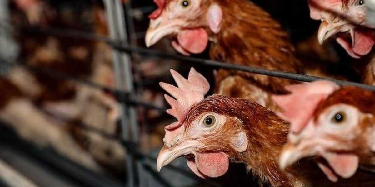 Тихая угроза: почему вирус H5 может оказаться страшнее COVID-19