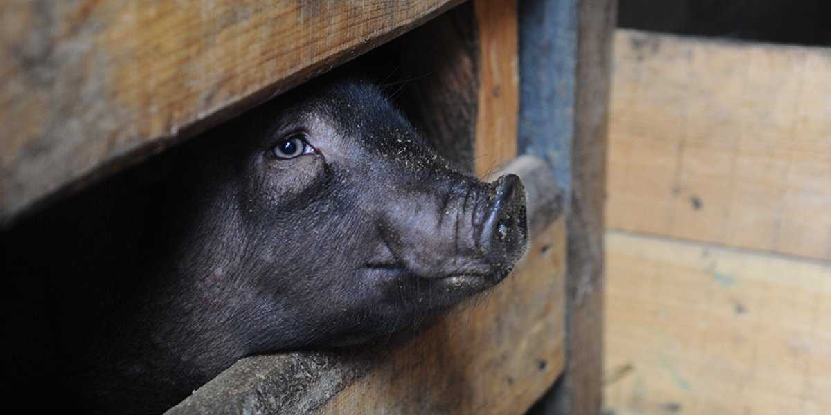 Штраф за хрюшу: чем грозит содержание свиньи в городской квартире