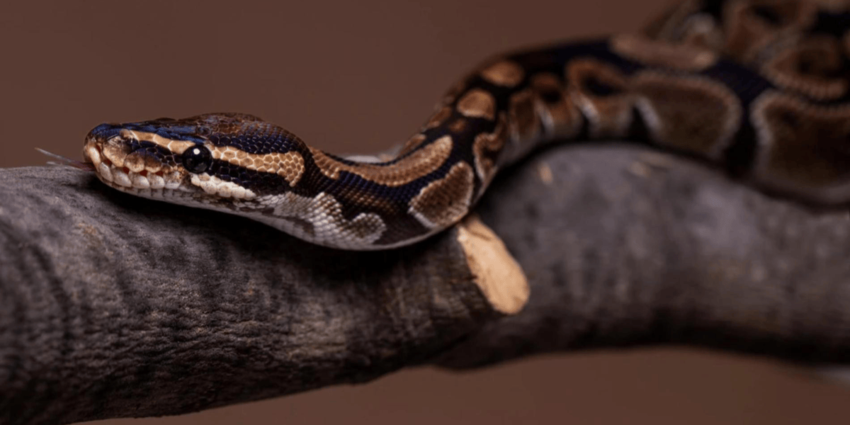 Смертельный укус на Бали: укус змеи привел к трагедии