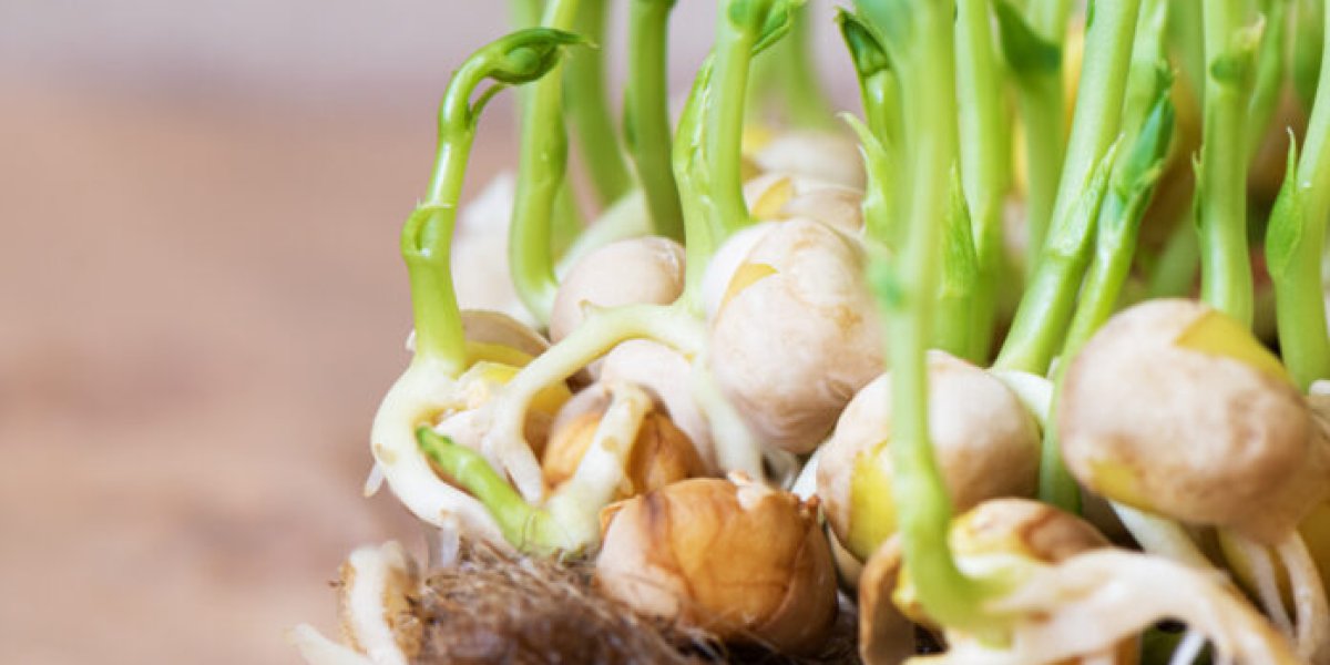 Секрет опытных дачников: луковая шелуха как натуральное удобрение и защита для растений Секрет опытных дачников: луковая шелуха как натуральное удобрение и защита для растений